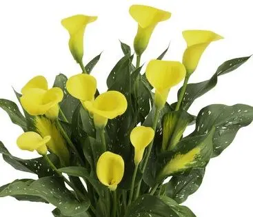 Calla Lily Plant in a Basket