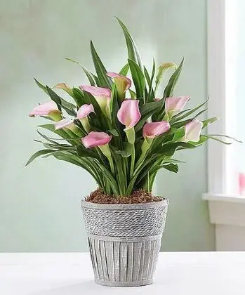 Calla Lily Plant in a Basket