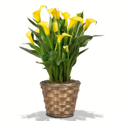 Calla Lily Plant in a Basket