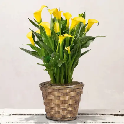 Calla Lily Plant in a Basket