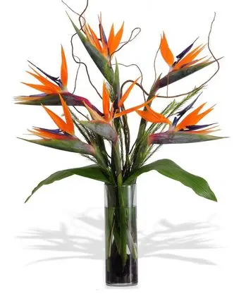Contemporary Birds of Paradise