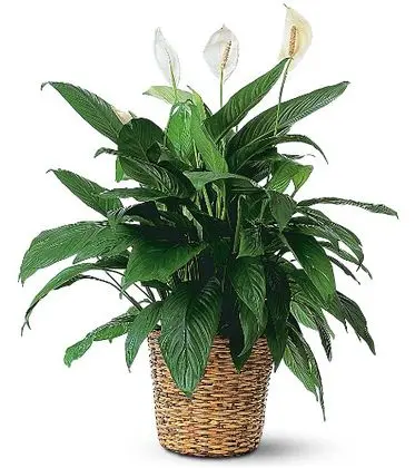Peace Lily Plant - Large