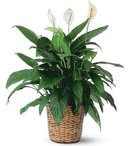 Peace Lily Plant - Large