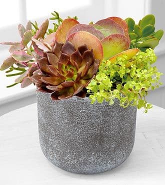 Succulent Dish Garden Plants