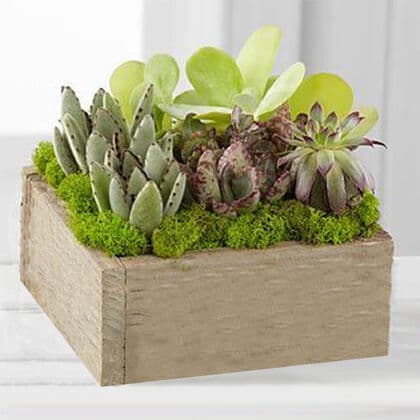 Contemporary Succulent Dish Garden