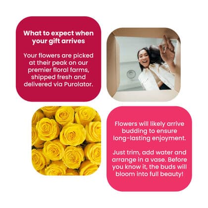 Dozen Yellow Roses in a Box