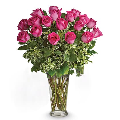 Dreaming in Pink Roses