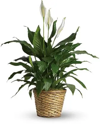 Simply Elegant Spathiphyllum (Peace Lily) - Medium