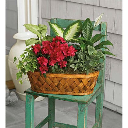 ****Plants Galore