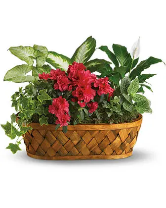 ****Plants Galore
