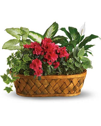 ****Plants Galore