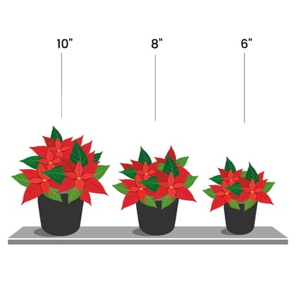 Red Poinsettia