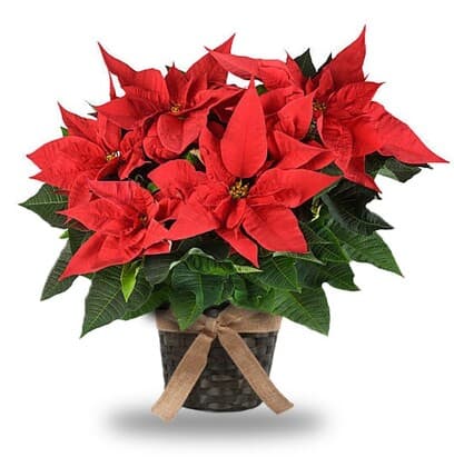 Red Poinsettia