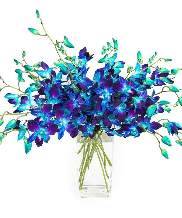 Blue Dendrobium Orchids in Vase