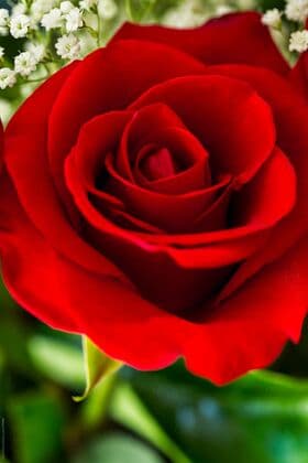 Single Red Rose