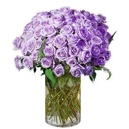 100 Lavender Roses in a Vase