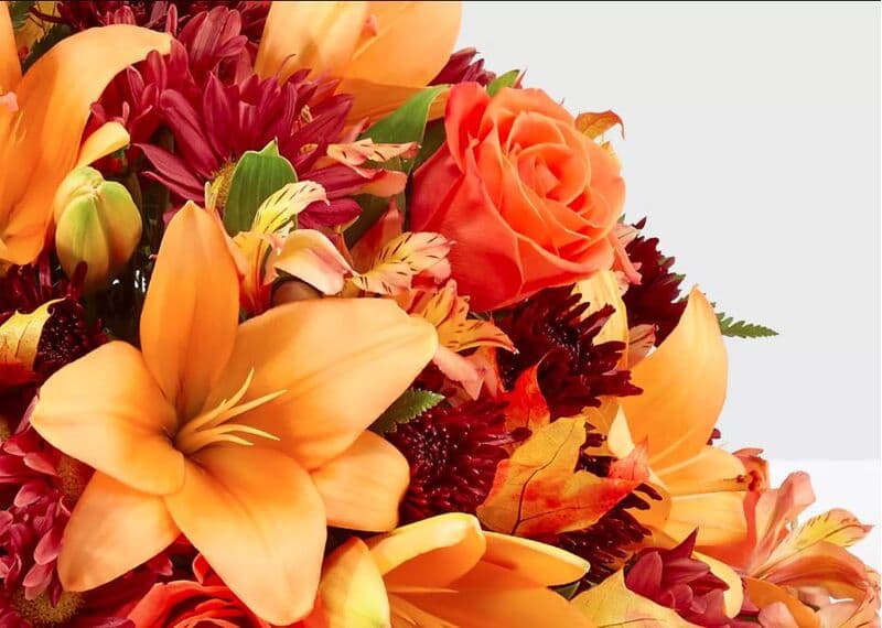 Harvest Comfort Cornucopia