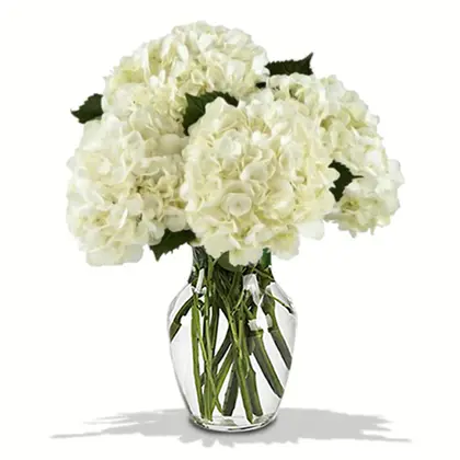White Ivory Hydrangea in a Vase