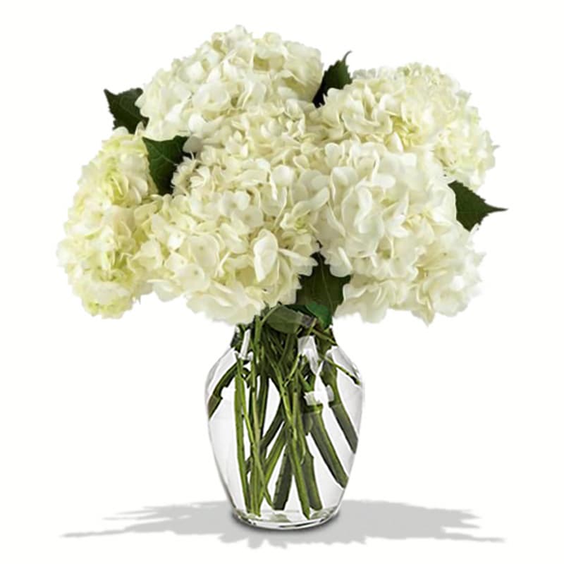 White Ivory Hydrangea in a Vase