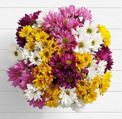 Fresh Colorful Daisy