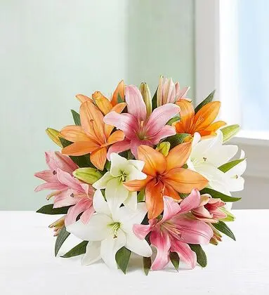 Vibrant Mix Color Lily