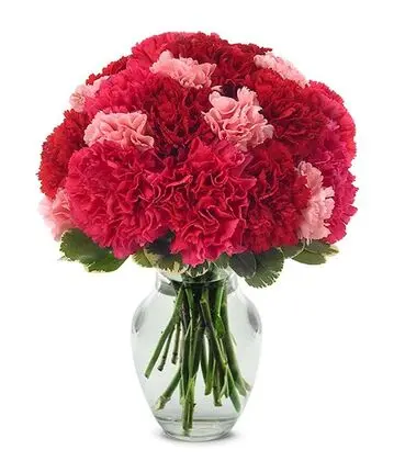 Very Berry Carnations Arrangement