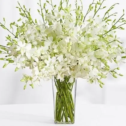 White Dendrobium Orchids
