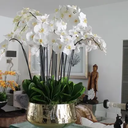 Glorious Phalaenopsis Orchid Centerpiece