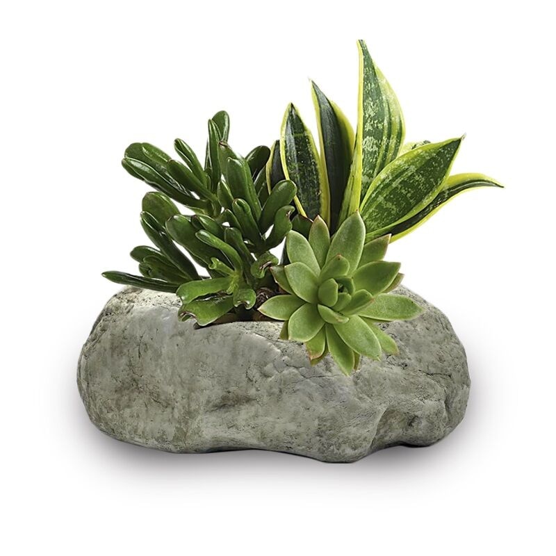 Succulent Rock Garden