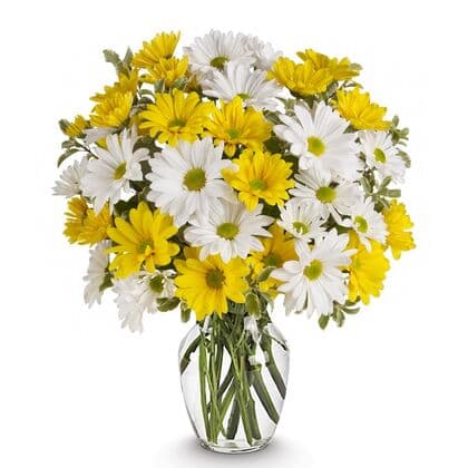 Sunshine Daisy