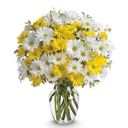 Sunshine Daisy