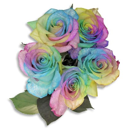 Splash of Rainbow Roses