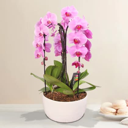 Sophisticated Pink Cascading Orchid Planter