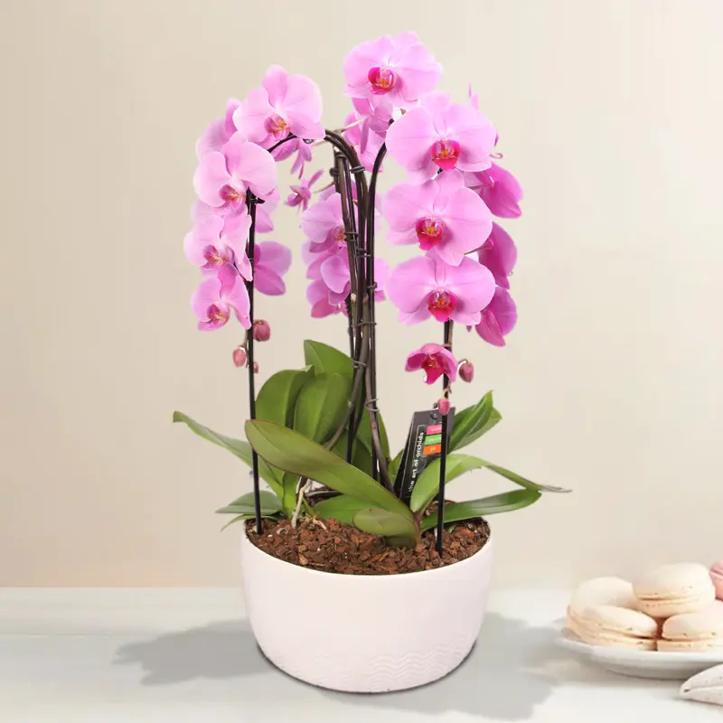 Sophisticated Pink Cascading Orchid Planter