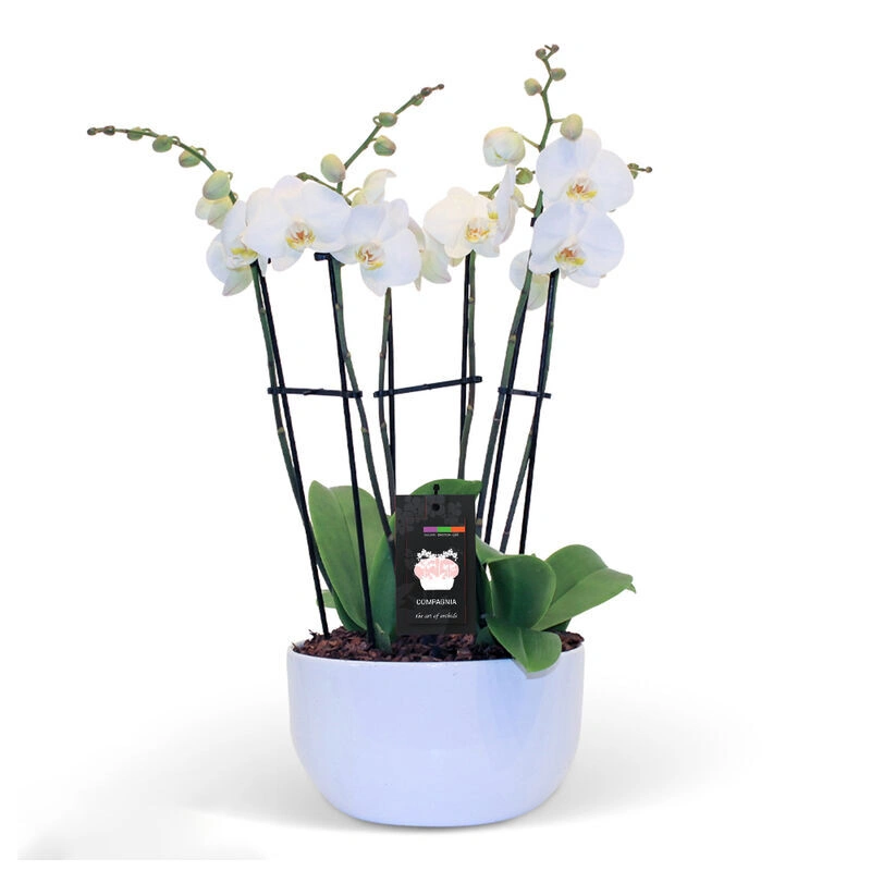 6 Spikes White Orchid Planter