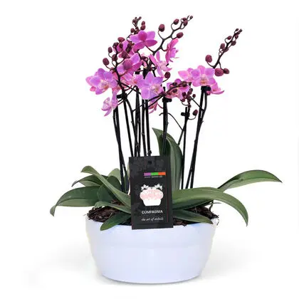 Chic Mini Pink Orchid Planter
