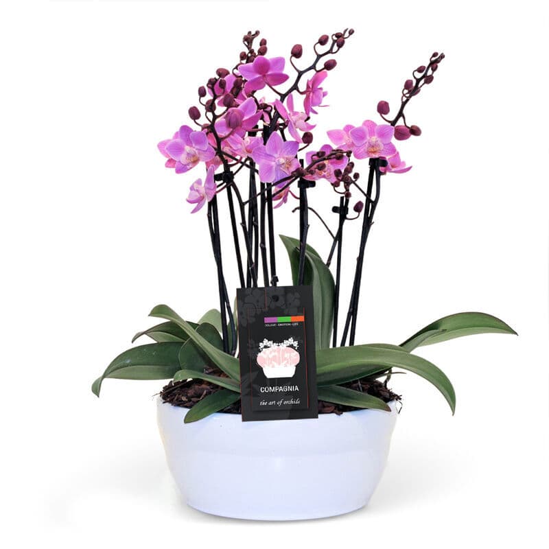 Chic Mini Pink Orchid Planter