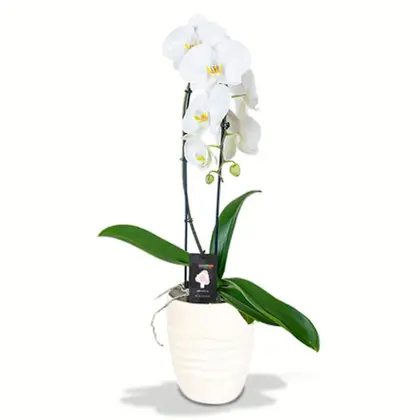 White Cascading Orchid