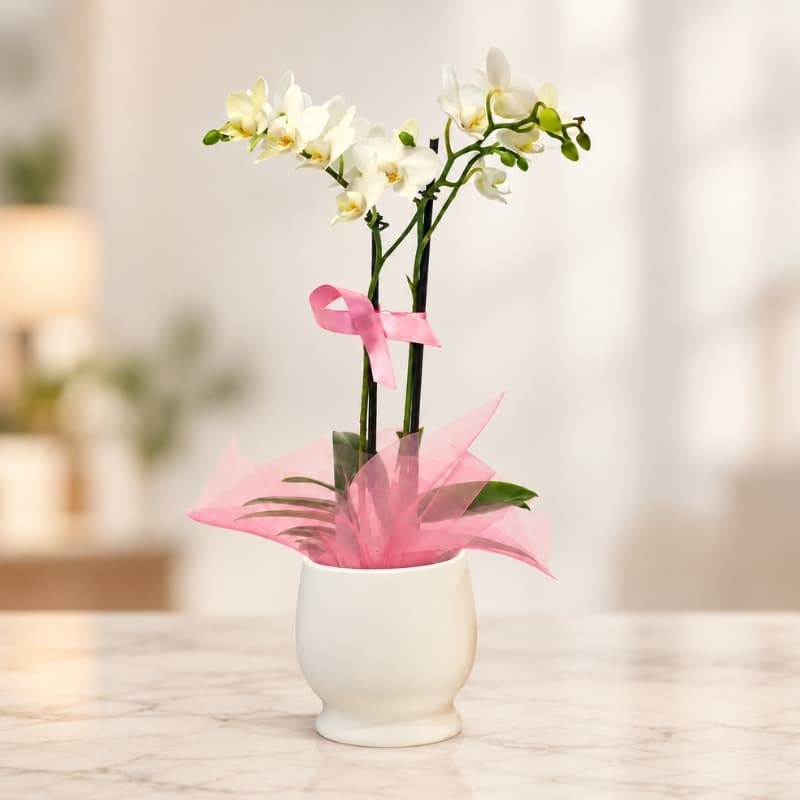 Hope Orchid Plant