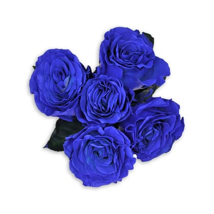 Splash of Blue Roses