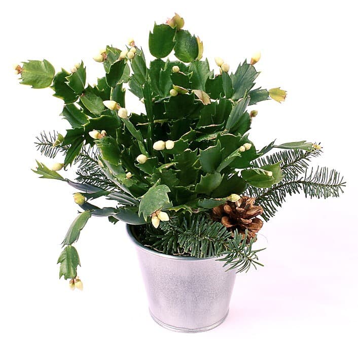Christmas Cactus Plant