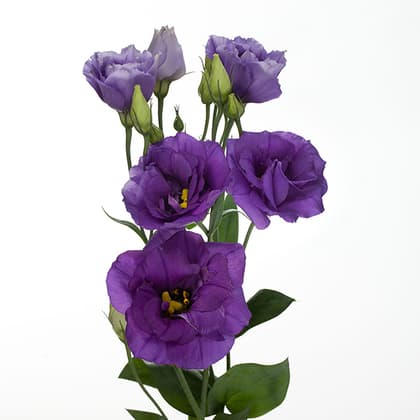 Purple Lisianthus Flower 10st
