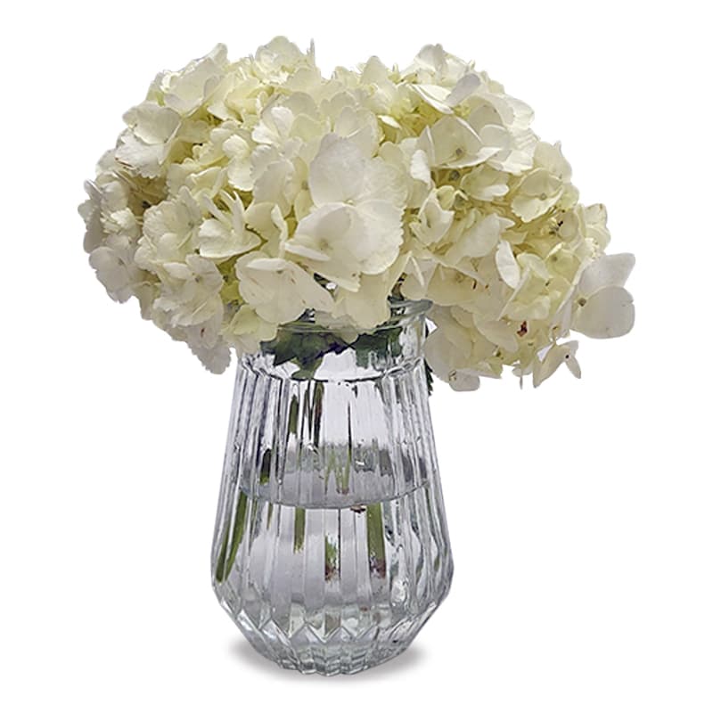 White Hydrangea in Vase