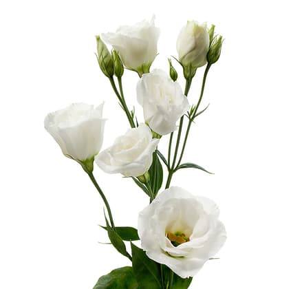 White Lisianthus Flower 10st