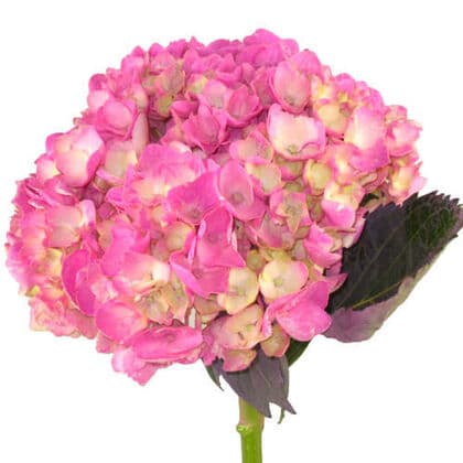 Bulk Pink Hydrangea Flower 10st