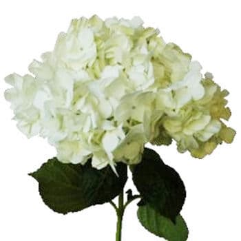 Bulk White Hydrangea Flower 10st