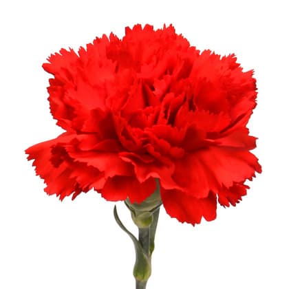 Red Carnation Bulk Flower 25st