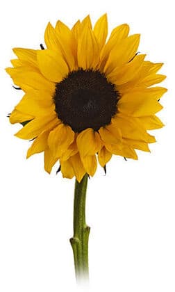 Bulk Sunflower 10st