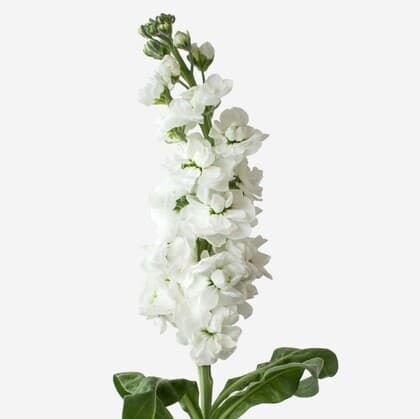 Bulk White Stock Flower 10st