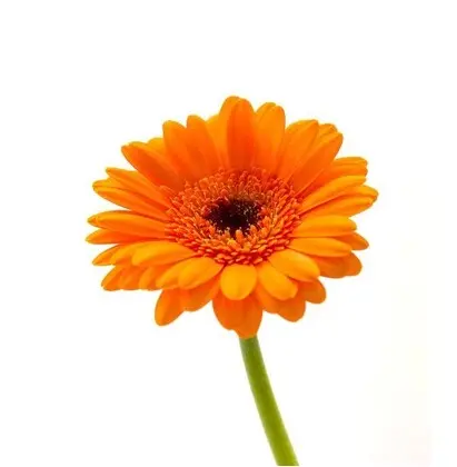 Bulk Mini Orange Gerbera Flower 10st